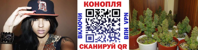 Купить закладки  Энгельс  Конопля план 